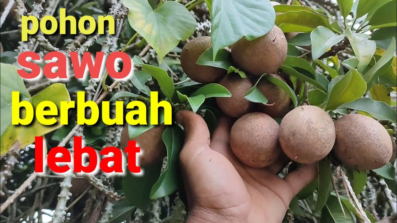  Pohon  sawo  berbuah lebat dan terus berbuah YouTube