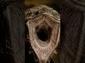 Nobody Talks About Why Mata Mata Never Chases Prey