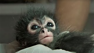 Rescuing A Baby Spider Monkey | Jungle Animal Hospital |  BBC Earth