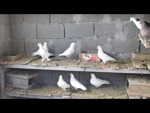 მტრედები ჯაბას მეურნეობაში