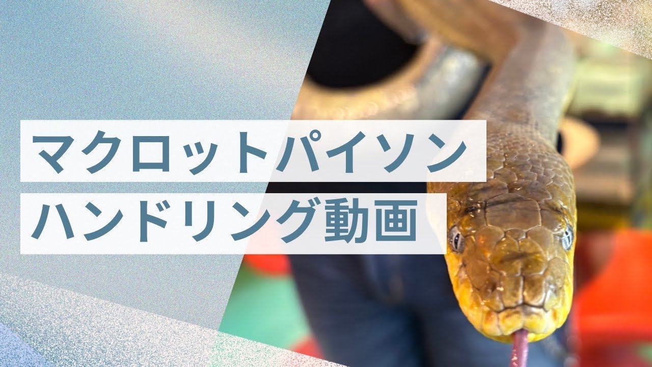 マクロットパイソンのハンドリング🐍