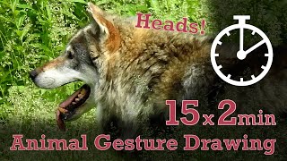 Animal Drawing References #27 - 15x2min poses - Wolf Heads