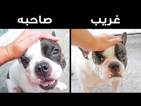 فيديو: كيف لا تفقد كلبك