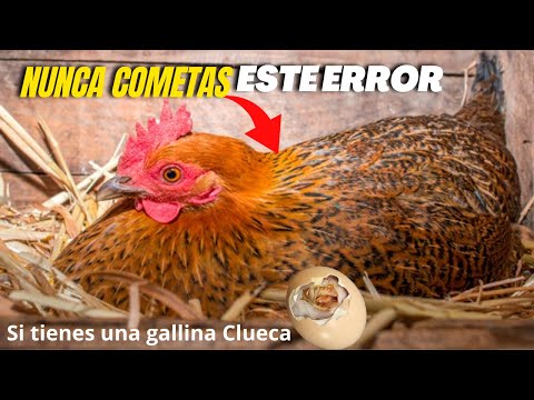 Video: Centro comercial 