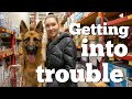 Doing life with a GERMAN SHEPHERD | Doing life with a dog