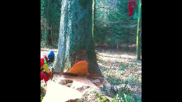 Skills and Tools for Tree Removal/Amazing Fastest Wood Chipper Machines#shorts #shortfeeds #trending