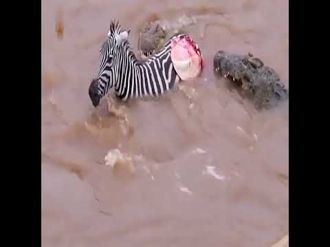 عيد ميلاد التمساح حيوانات مفترس Animals Winter