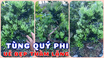 Cây Tùng Quý phi vẻ đẹp thầm lặng | 0386569374 - Ngọc Ngân Bến Tre | Chuyên cây độc lạ