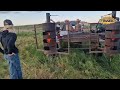 Cómo es la vida de los caballos en Nebraska