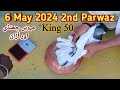 Pigeons tournament 2nd day 6 may 2024 dostana pigeons amra