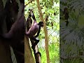 Spider monkeys Playa del Carmen Mexico tropical Caribbean wild jungle animal life #wildlife #nature