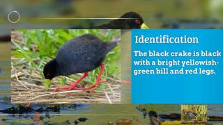 African black crake ( Biography & Information ) screenshot 5