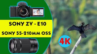 Sony ZV - E10 with 55 - 210mm OSS Telephoto Zoom Lens 4K Handheld Video Sample
