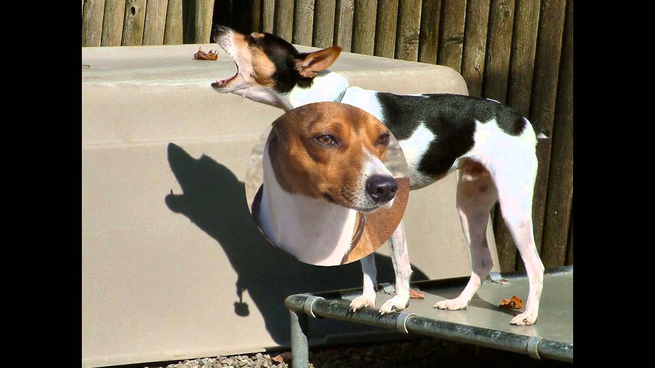 Крысиный Терьер/Rat Terrier (порода собак HD slide show)!