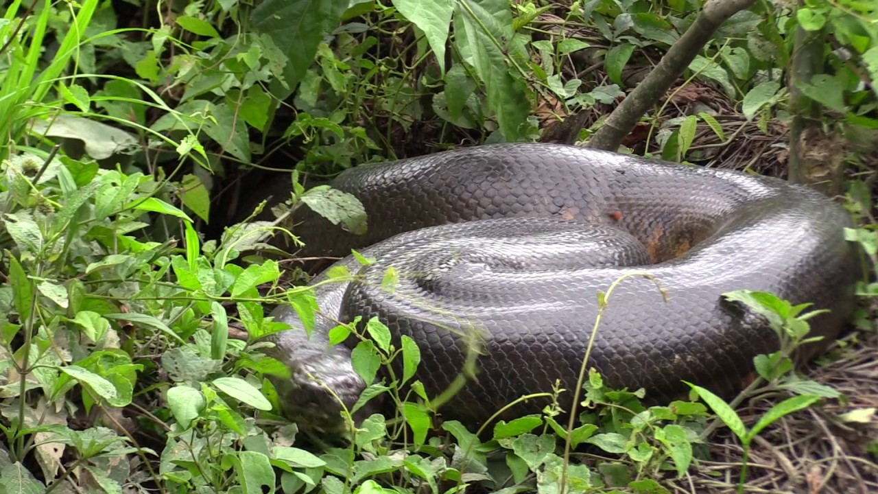 Guyana, Rewa River revisited 2017