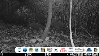 Togean Islands babirusas fighting a reticulated phyton