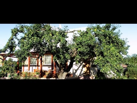 Video: Vyšnių Slyvų Genėjimas: Kaip Teisingai Genėti Pavasarį Ir Rudenį? Karūnos Formavimo Schemos Pradedantiesiems Jaunam Ir 3 Metų Medžiui