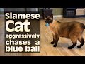 Siamese Cat aggressively chases a blue ball