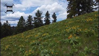 NBC Montana Sky Team took to the hills of Missoula to show off the wildflowers