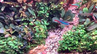 Bucephalandra Beautiful Nature Under Water Planted Aqua Balance Eco System