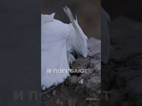 Птицы используют пластик для строительства гнёзд и погибают  #москва24 #сортировочная