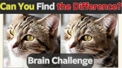 Boost Your Brain in 90 Seconds! Cat Spot-the-Difference Challenge