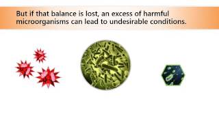 What is SCD Probiotics