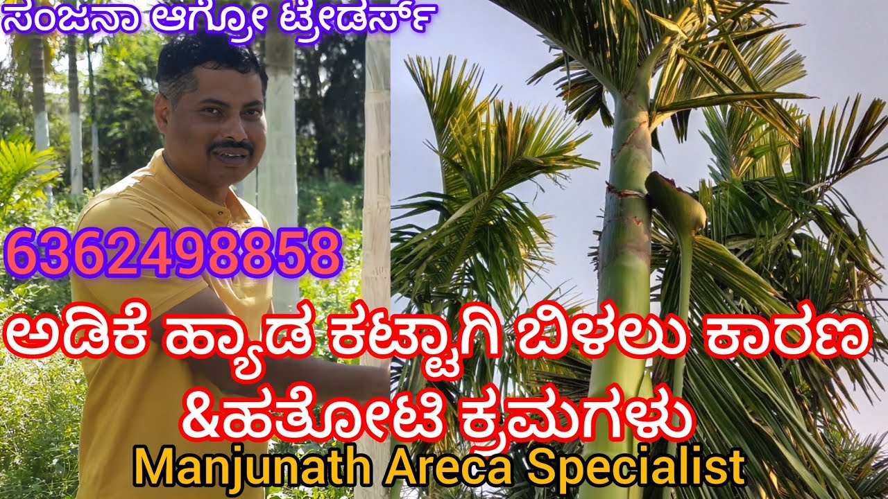 ಅಡಿಕೆ ಹ್ಯಾಡ ಕಟ್ಟಾಗಿ ಬಿಳಲು ವೈಜ್ಞಾನಿಕ ಕಾರಣ & ಹತೋಟಿ ಕ್ರಮಗಳು/Areca leaves Cut Solutions 