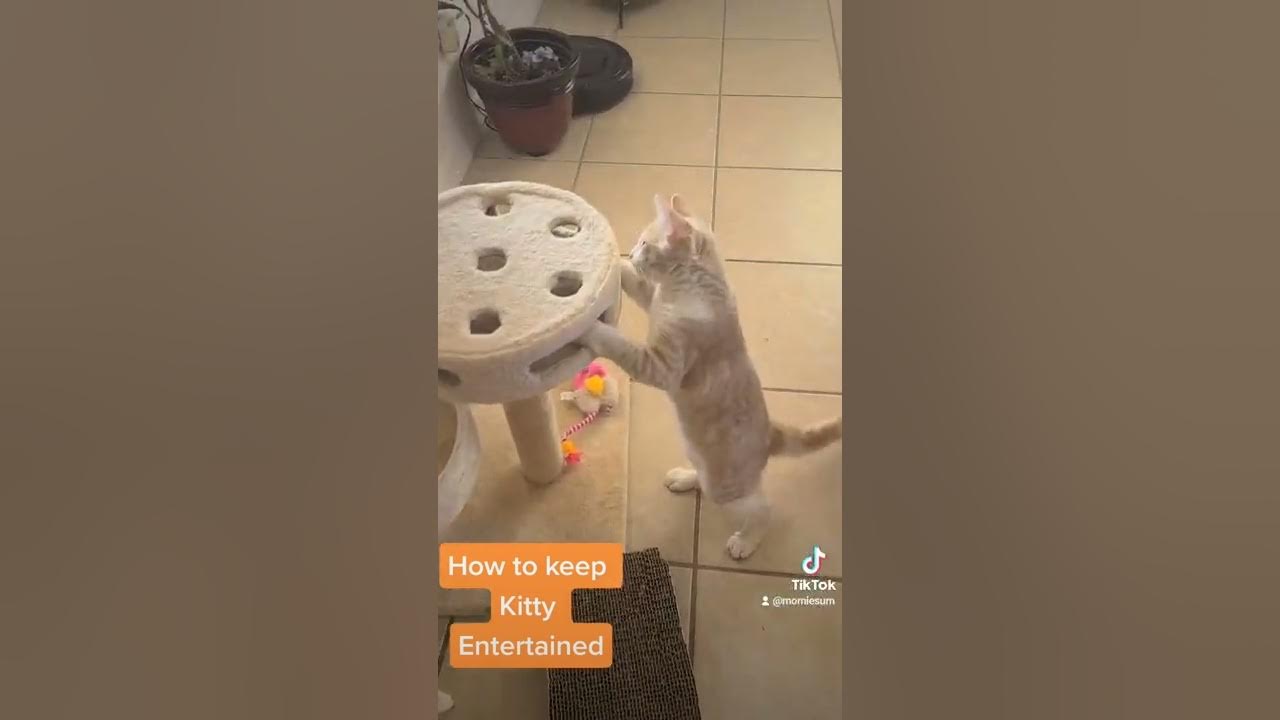 How to keep kittens entertained youtube