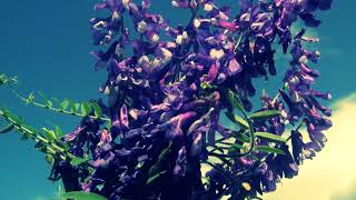 Przeżyć   Wołosatki