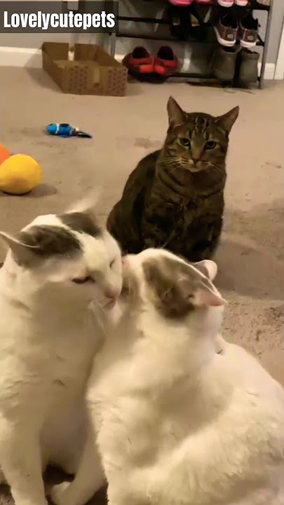 Need caption for this video🐾🐾#cat #catlovers #couple #catsandkittens #viral #song #kucing #imut