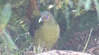 Australian Birds - Satin Bowerbird (Antics and Calls)