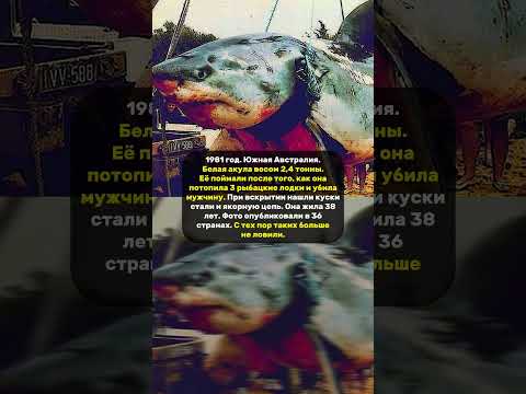 УТОПИЛА 3 ЛОДКИ СЬЕЛА МУЖЧИНУ. #акула #новости #жизнь #море #океан #животные #лодки