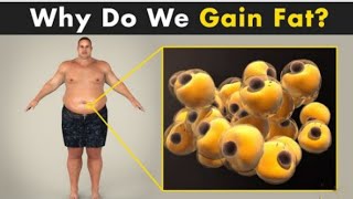 Weight gain -The hidden reality about Weight gainUrdu/Hindianimation weightgain obesity weight