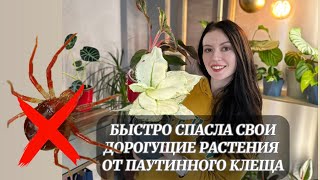 НЕ ДОЖИДАЙТЕСЬ ПАУТИНЫ!!! СПАСАЙТЕ СРАЗУ- ПЕРВЫЕ ПРИЗНАКИ ПАУТИННОГО КЛЕЩА НА КОМНАТНЫХ РАСТЕНИЯХ