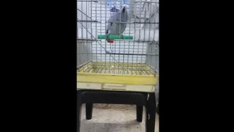 ببغاء يتلو ايات من القران الكريم بطلاقة