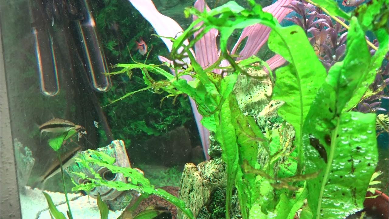 Eitjes op de plant YouTube