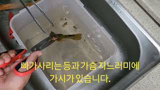 빠가사리(동자개) 손질하는 방법