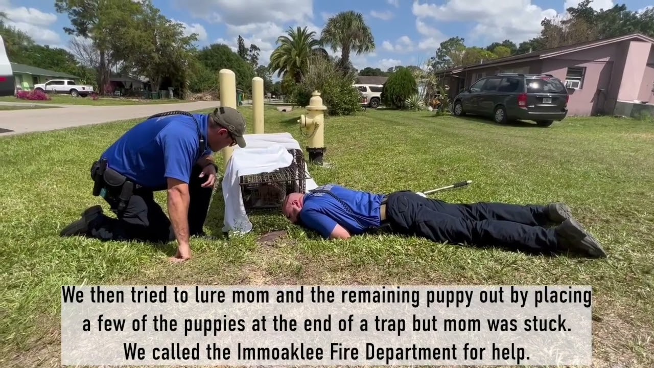 2022 03 31 DAS Tails and Tidbits