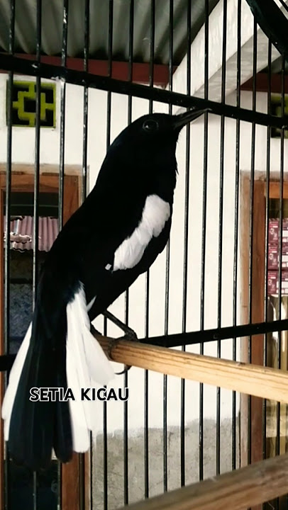 Kacer GACOR buka ekor nembak isian KOLIBRI