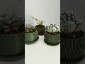 Succulents pots