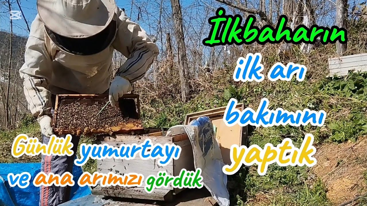 İlkbaharda arı bakımı nasıl yapılır? Neler yapılır?