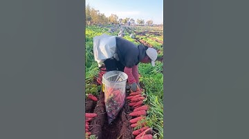 Agricultural Process - Harvesting Carrots