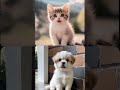 ケンカのあとは ののちゃん #cat #dog #music #bgm #memes #funny #beautiful #duet #fusion #catlover #doglover