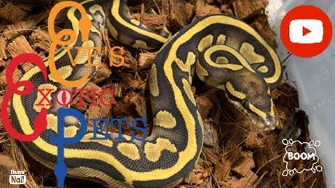 Reticulated Python, Brazilian Rainbow Boa, BCI and some Royal Pythons. Cleaning day!