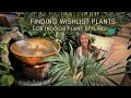 Full Day of Plant Shopping + Plant Decor | Vlog