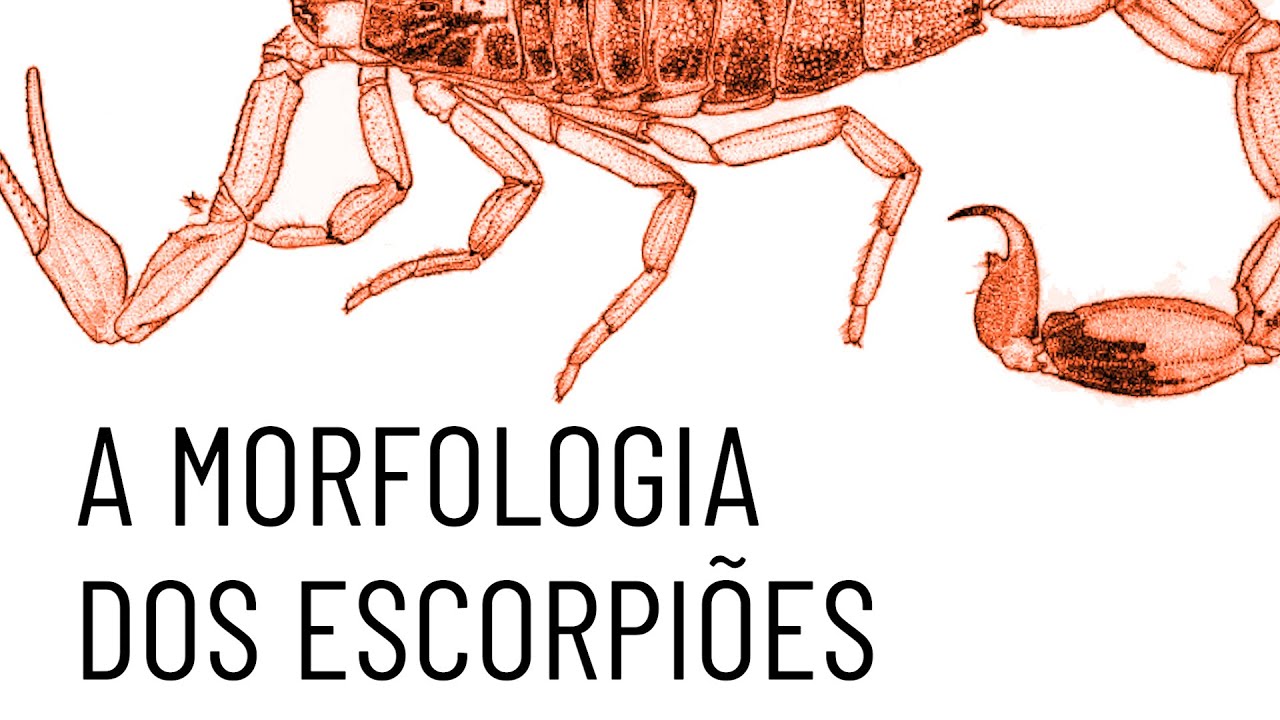 Morfologia dos Escorpiões YouTube