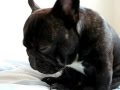 【癒しネムネム動画】眠たそうな可愛いフレンチブルドッグ犬♪