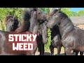 Fillies Play With Stickyweed Time To Measure Say Cheese Friesian Horses Fillies Play With Stickyweed Time To Measure Say Cheese Friesian Horses