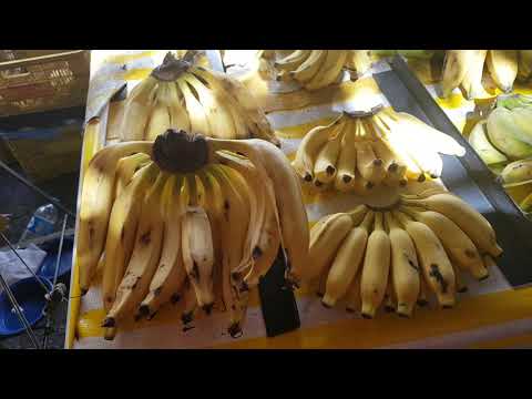 Types of Bananas in Brazil | Traveler Ni